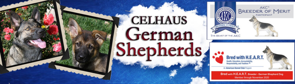 Celhaus German Shepherds Wyoming