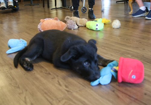 wAkis-10-wks-BHR-h4