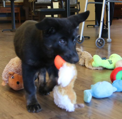 wAkis-10-wks-BHR-k2