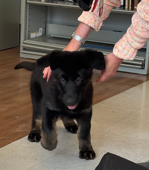 wAkis-10-wks-VA-MV-d1