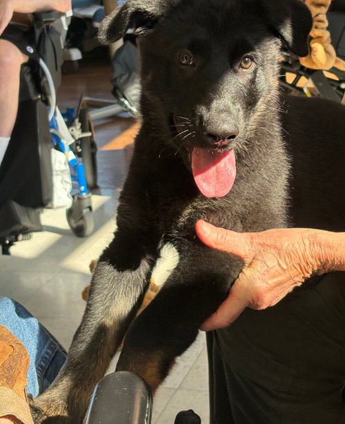 wAkis-10-wks-VA-MV-e4