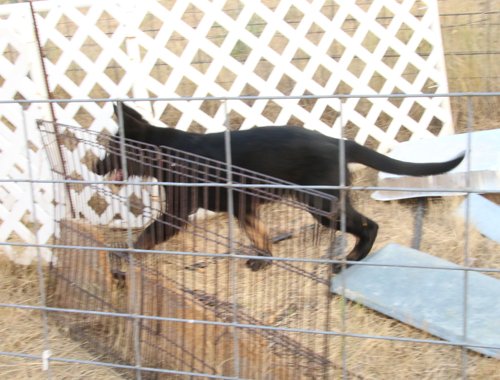 Akis-12-wks-b3-OR