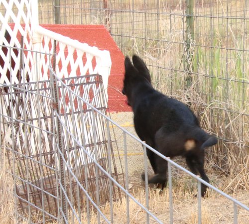 Akis-12-wks-b9-OR