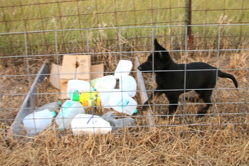 wAkis-12-wks-OC-f3