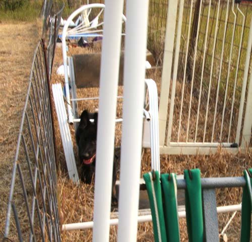 wAkis-13-wks-OR1-g7
