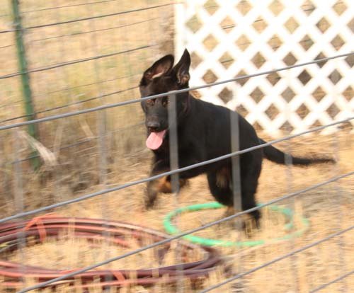 wAkis-13-wks-OR2-a3