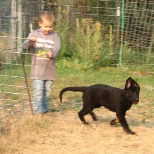wAkis-13-wks-OR2-e7