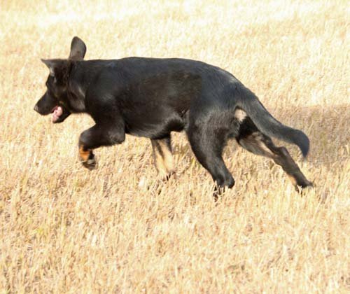 wAkis-15wks-a1