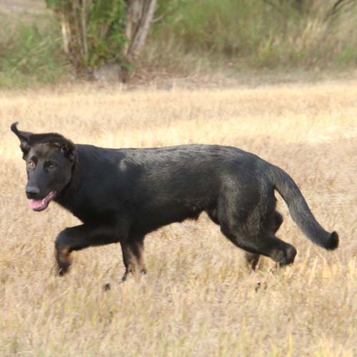 wAkis-15wks-a3
