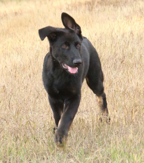 wAkis-15wks-a6