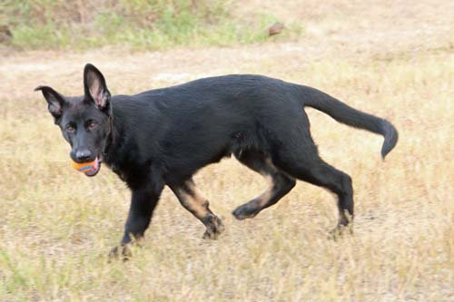 wAkis-15wks-b4