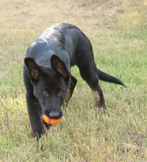 wAkis-15wks-b5