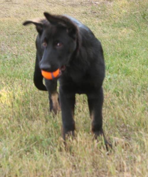 wAkis-15wks-b6