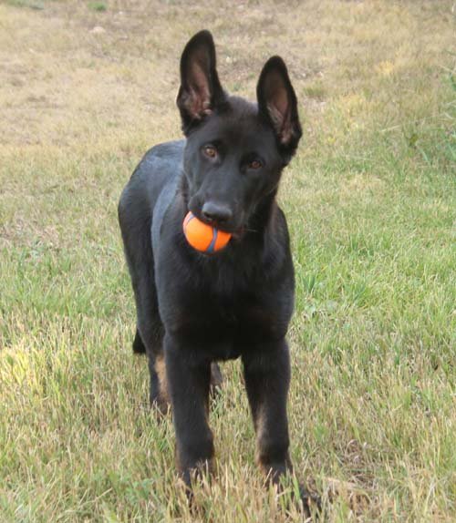 wAkis-15wks-b8