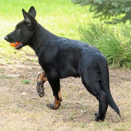 wAkis-15wks-c1