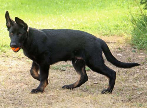 wAkis-15wks-c2