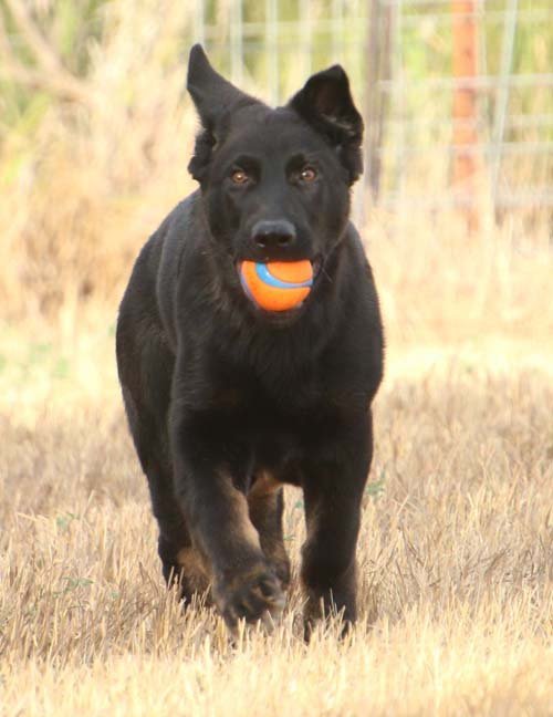 wAkis-15wks-c5