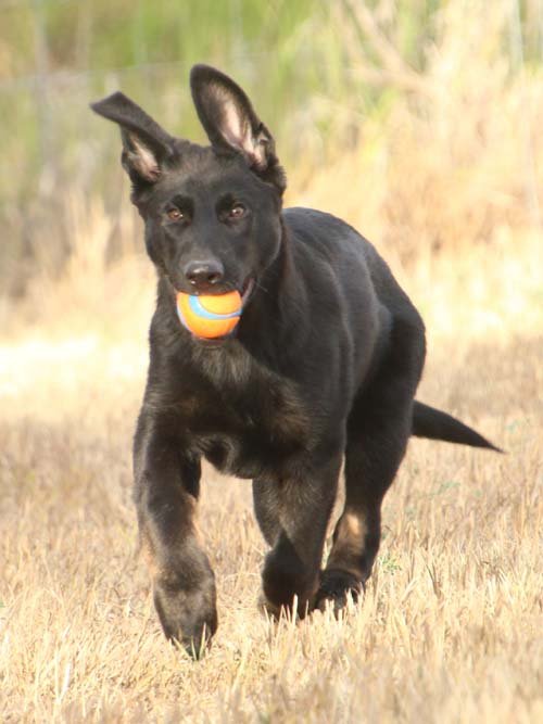 wAkis-15wks-c6