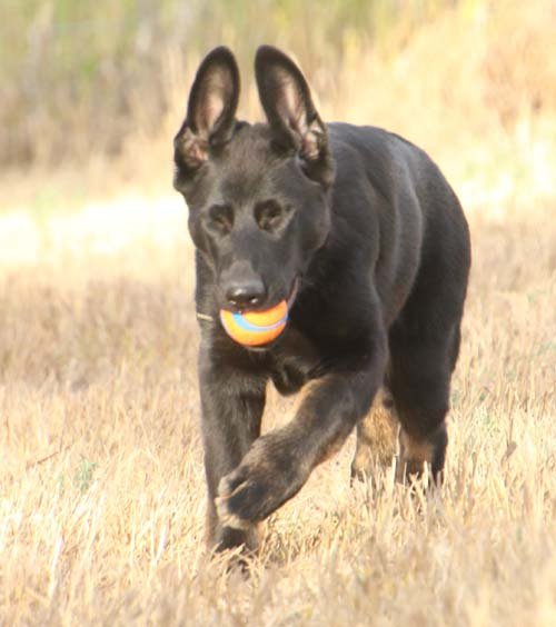 wAkis-15wks-c7