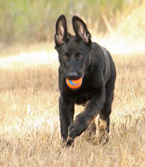 wAkis-15wks-c8