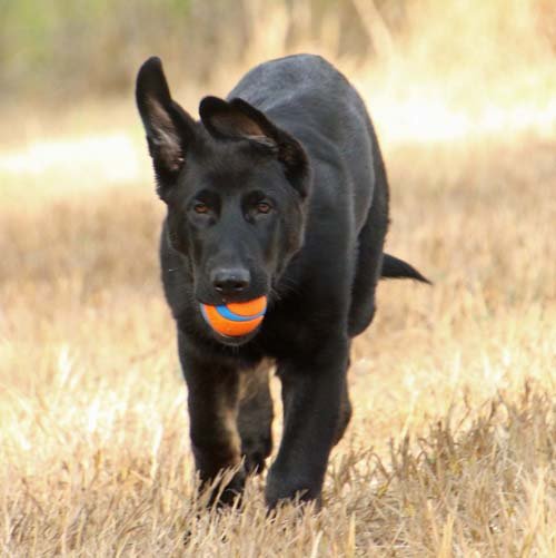 wAkis-15wks-c9