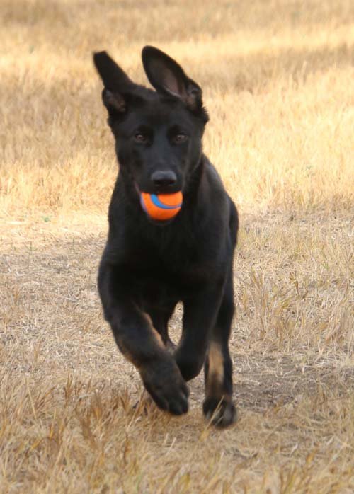 wAkis-15wks-d2