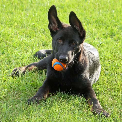 wAkis-15wks-d6