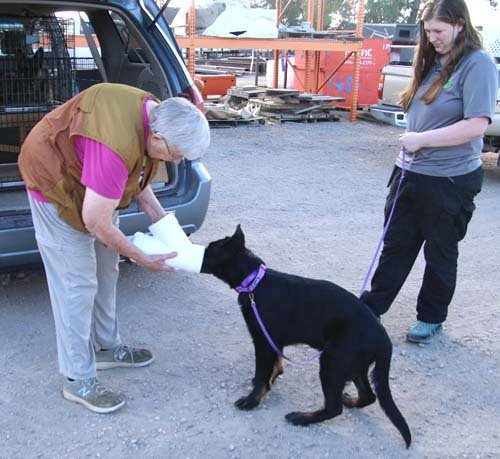 wAkis-16wks-NW-a6