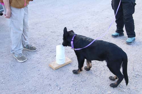 wAkis-16wks-NW-c2