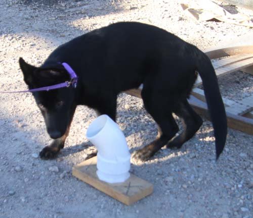 wAkis-17wks-NW-a1