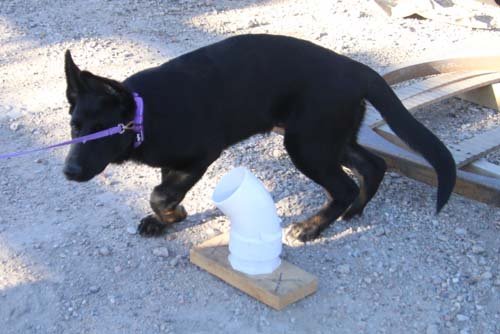 wAkis-17wks-NW-a2