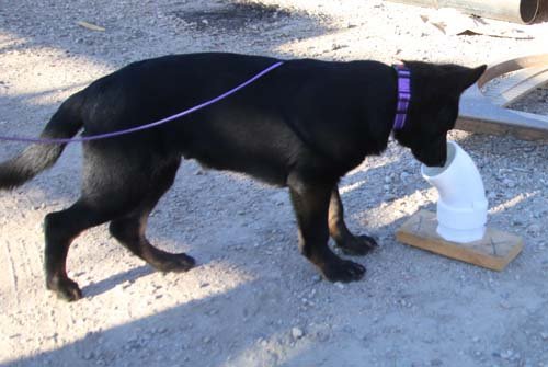 wAkis-17wks-NW-a4