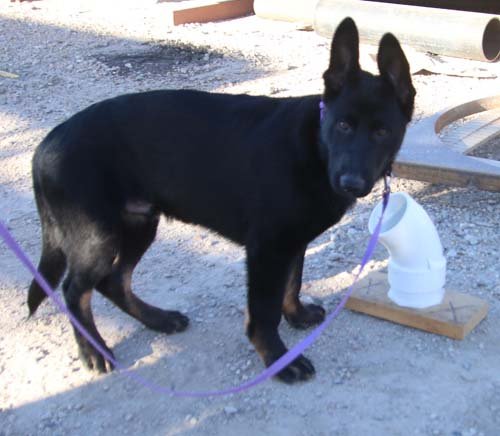wAkis-17wks-NW-a6