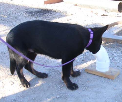 wAkis-17wks-NW-a7