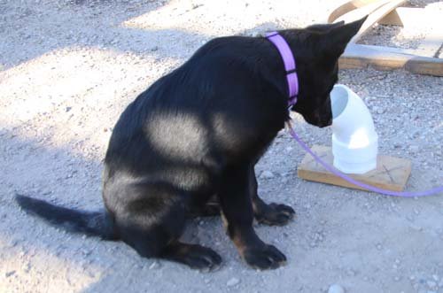 wAkis-17wks-NW-b8