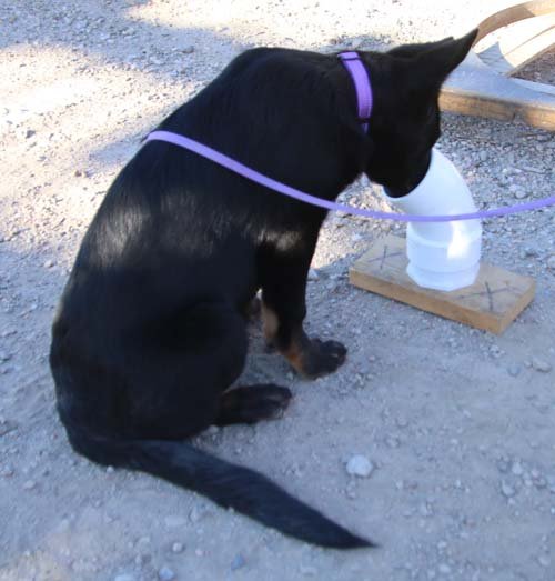 wAkis-17wks-NW-c3