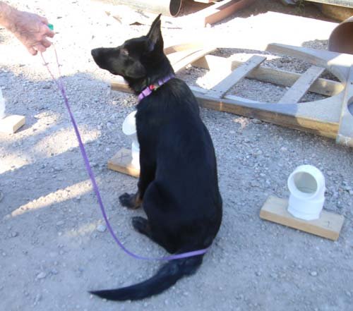 wAkis-17wks-NW-c9