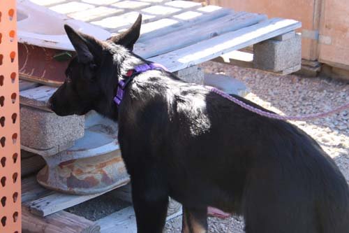 wAkis-17wks-NW-d6