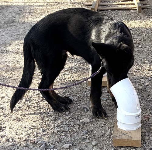 wAkis-18wks-NW-b1