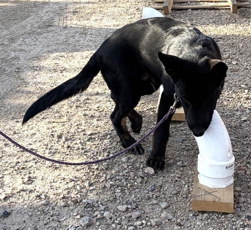 wAkis-18wks-NW-b2