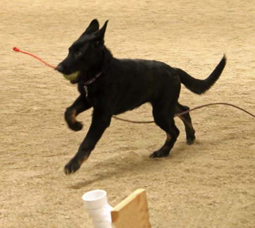 wAkis-19wks-NW3-h9
