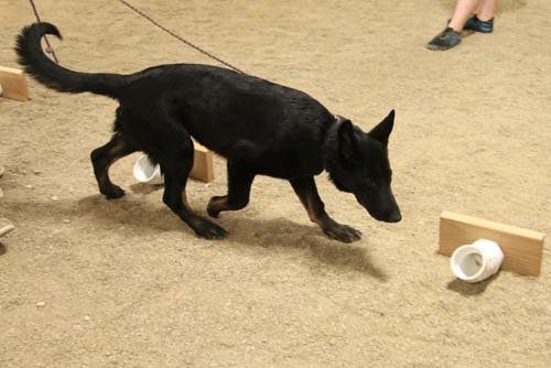 wAkis-19wks-NW4-a4
