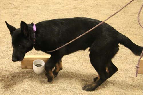 wAkis-19wks-NW4-b2