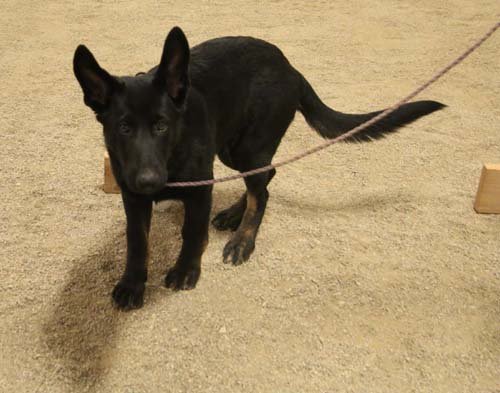 wAkis-19wks-NW4-b3