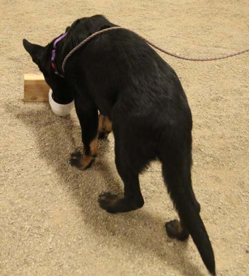 wAkis-19wks-NW4-b6