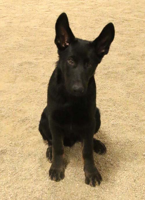 wAkis-19-wks-1