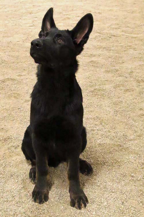 wAkis-19-wks-2a
