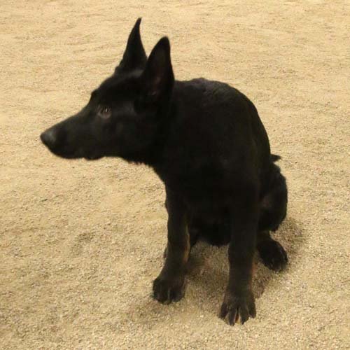 wAkis-19-wks-3