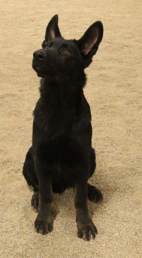 wAkis-19-wks-7