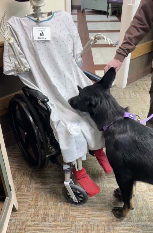 wAkis-22-wks-WV-a1